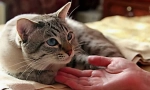 Грижа за болна котка